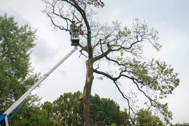 Best Storm Damage Tree Cleanup  in Bayou Cane, LA