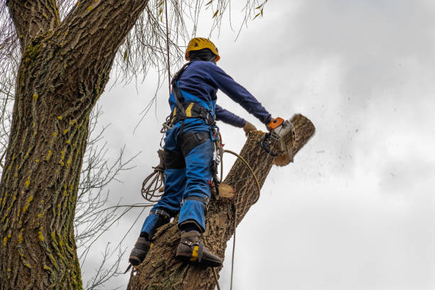 Best Commercial Tree Services  in Bayou Cane, LA