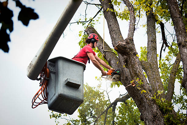 Best Fruit Tree Pruning  in Bayou Cane, LA